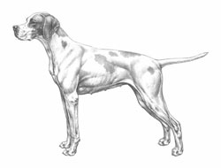 English Pointer - standard English Pointer